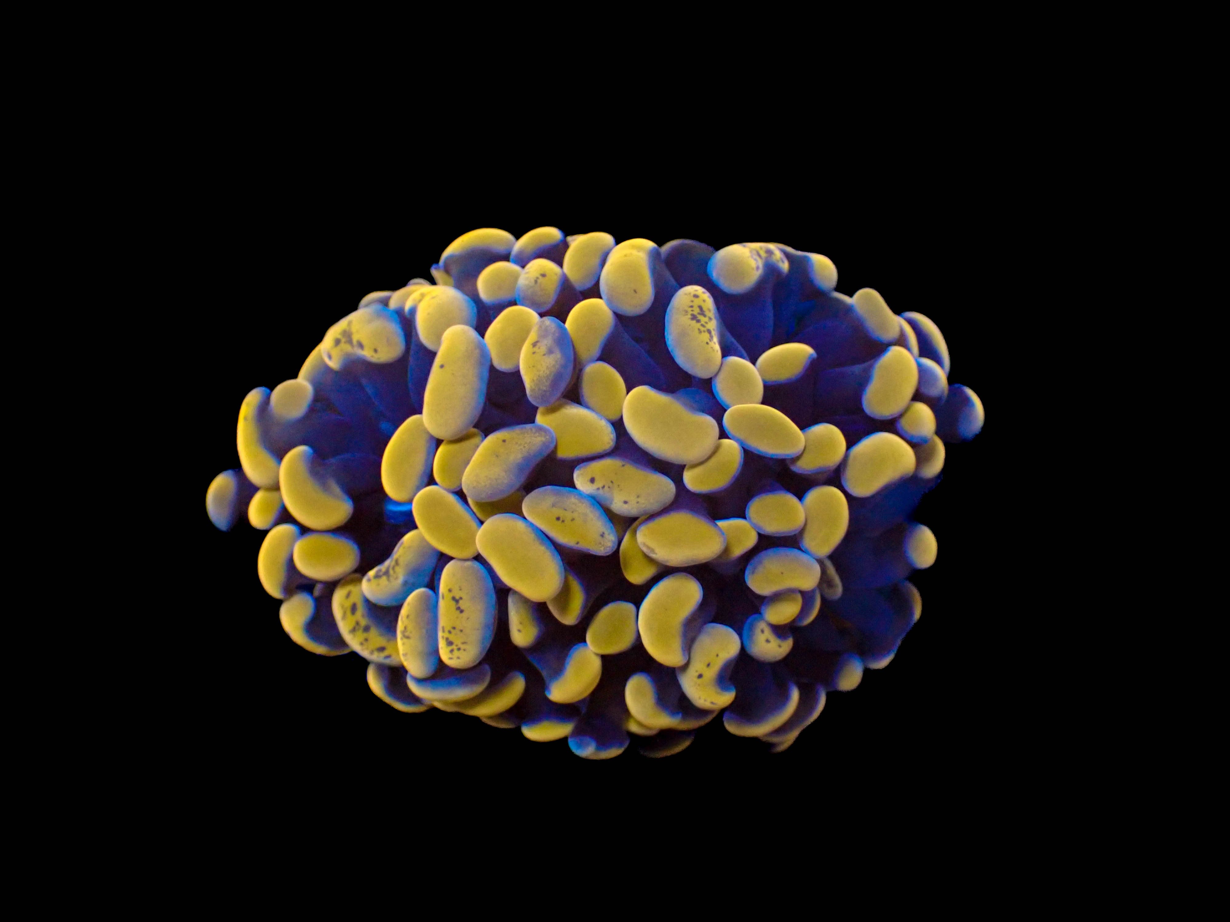 Large Gold Branching Hammer Frag