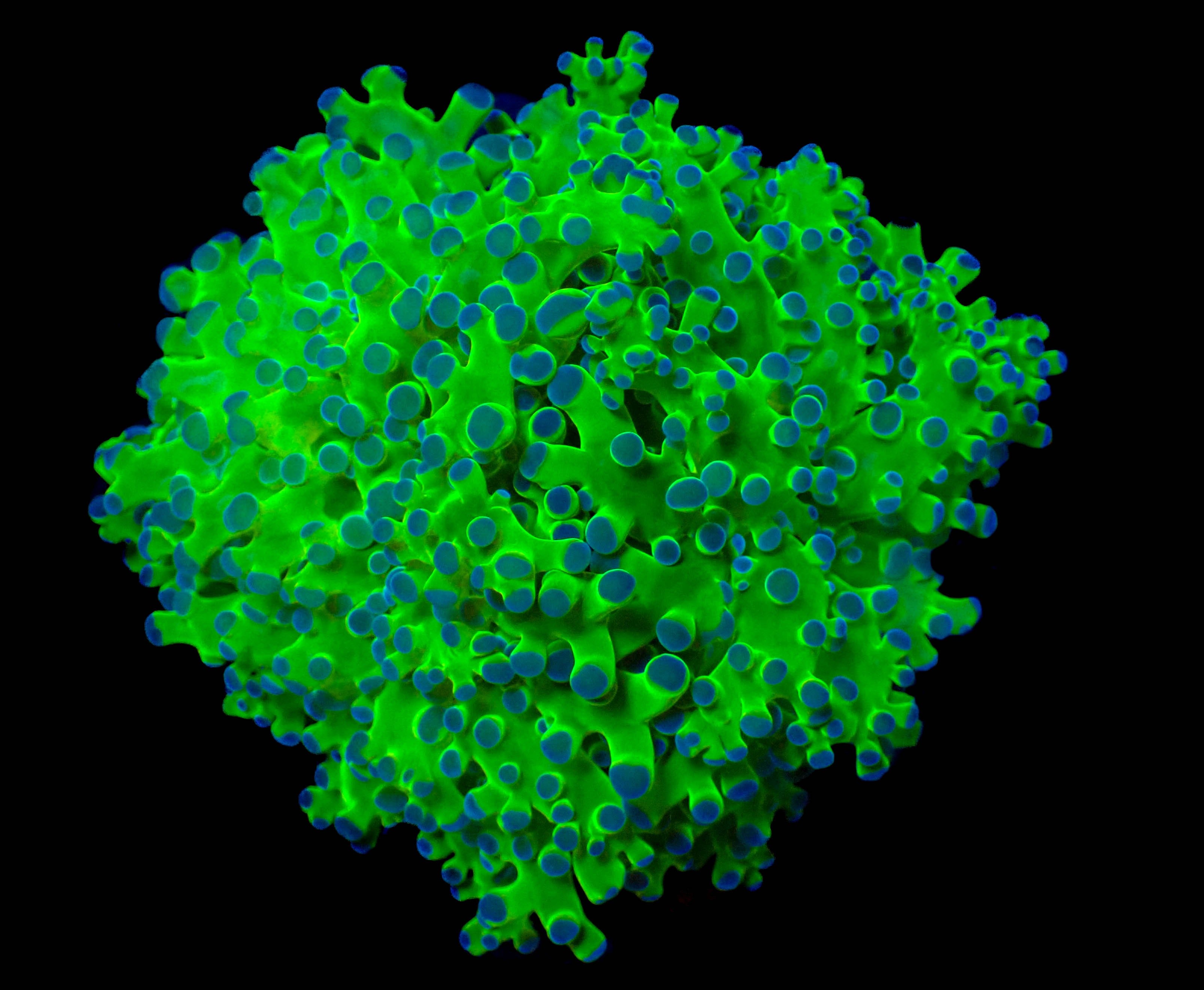 Green Stem Blue Tip Frogspawn Frag