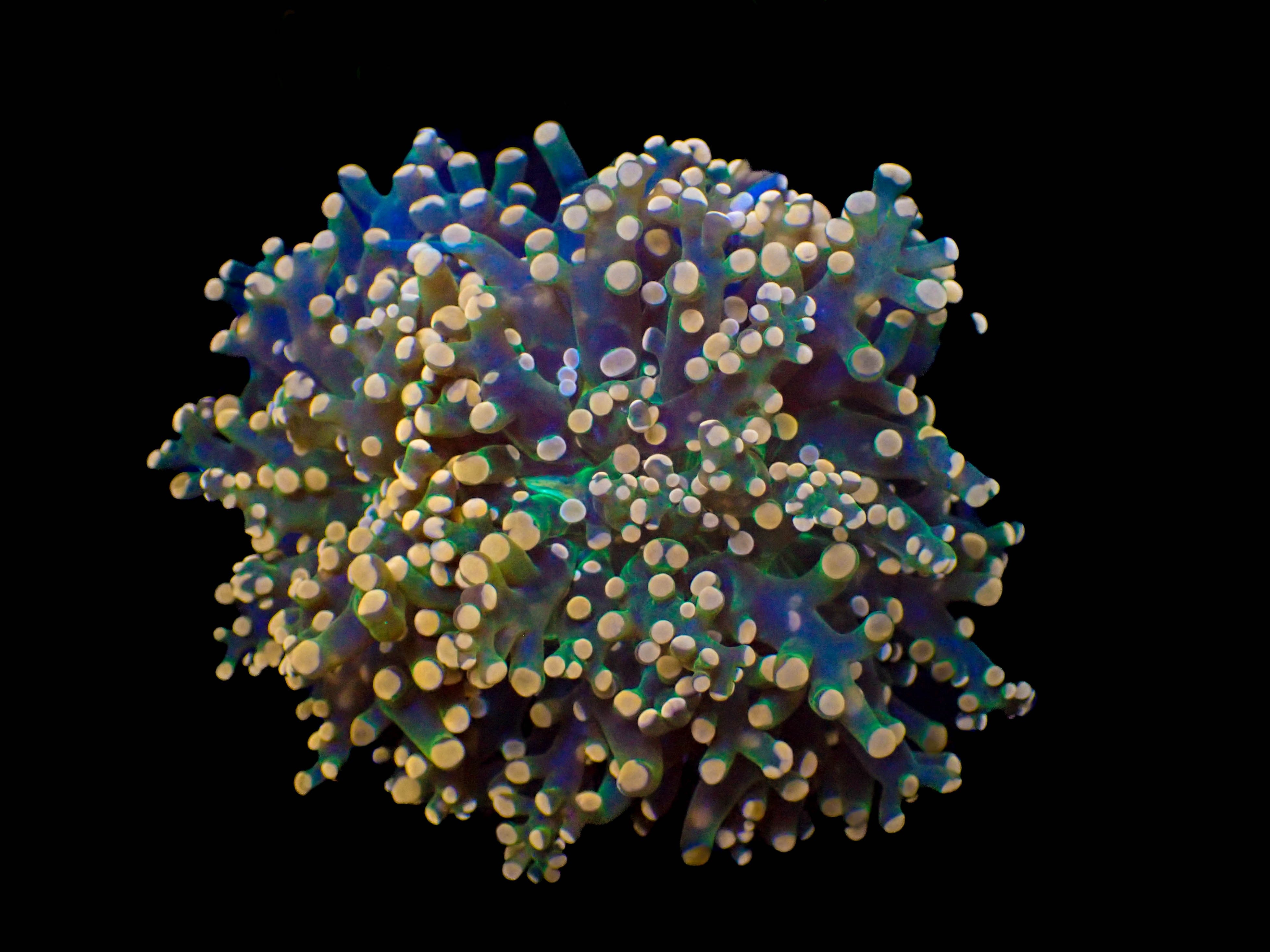 Pink Tip Frogspawn Frag