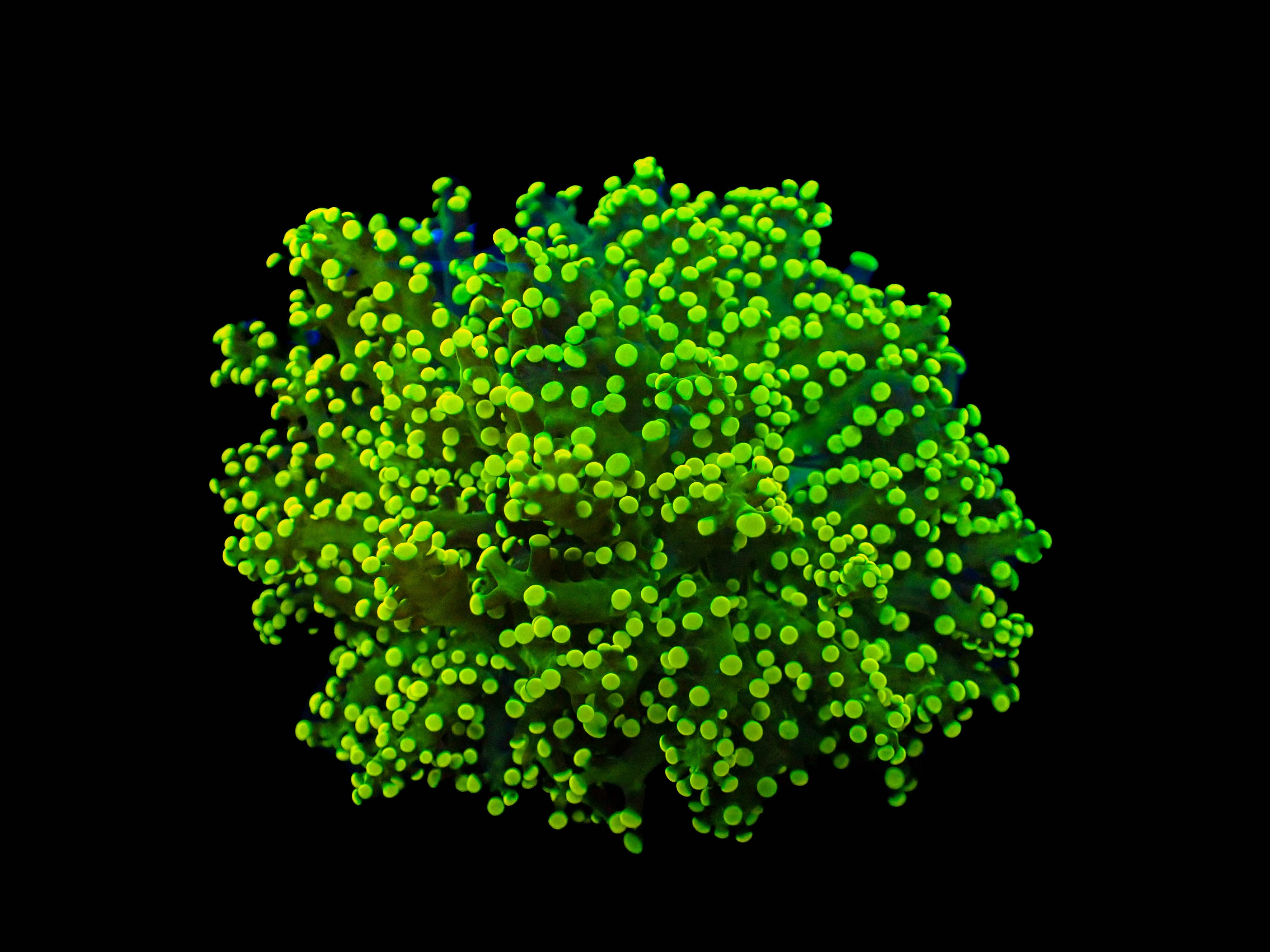 Green on Green Frogspawn Coral