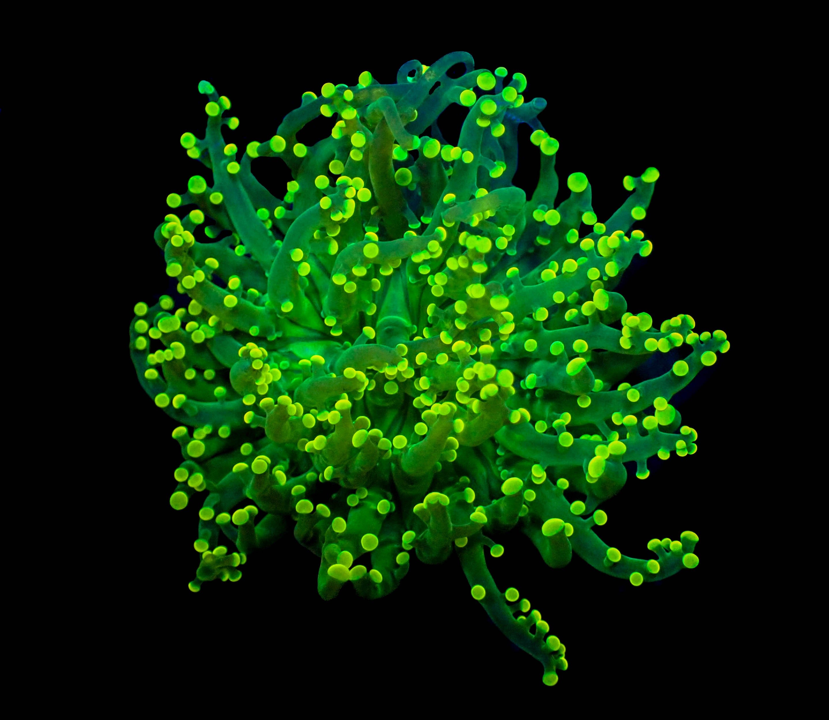 True Yellow Frogspawn