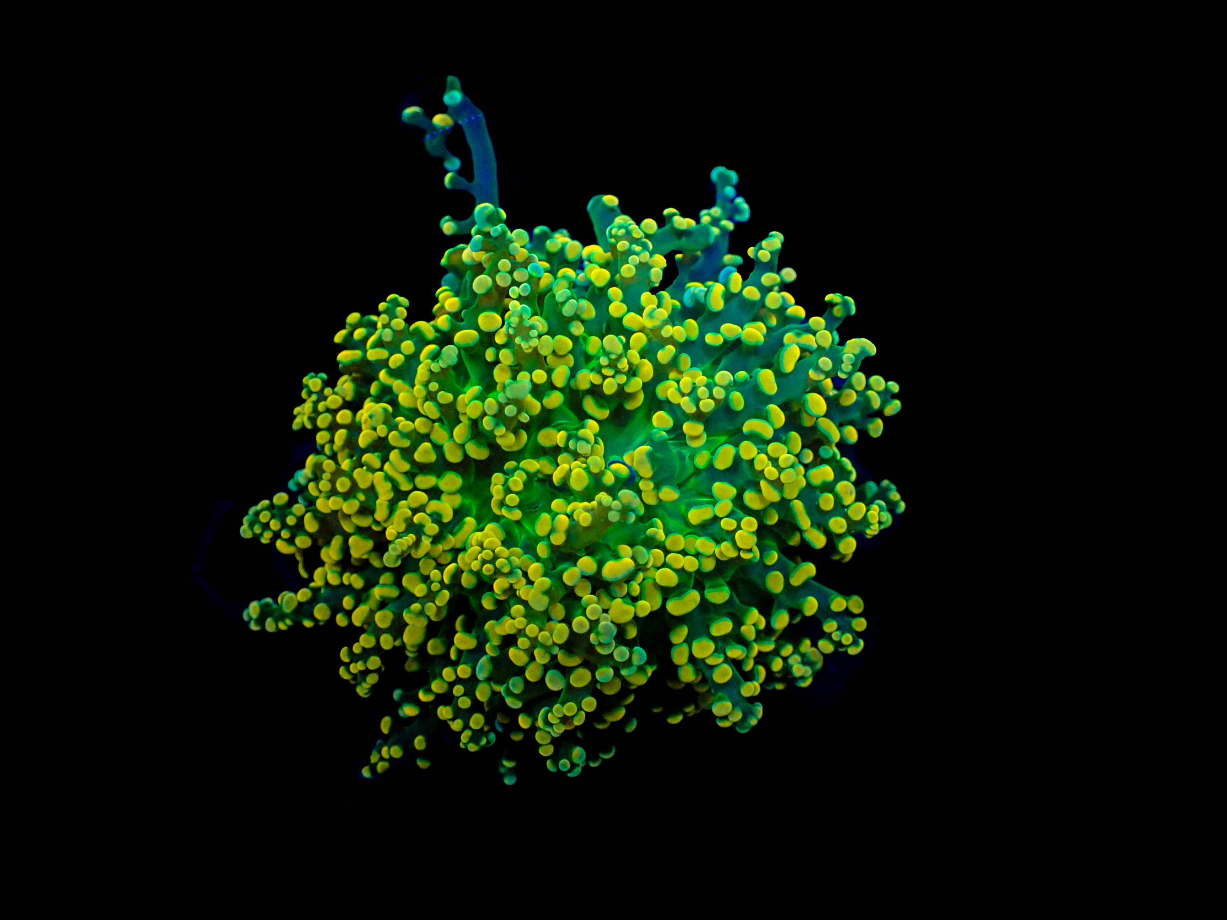 Yellow Tip Octospawn Frag