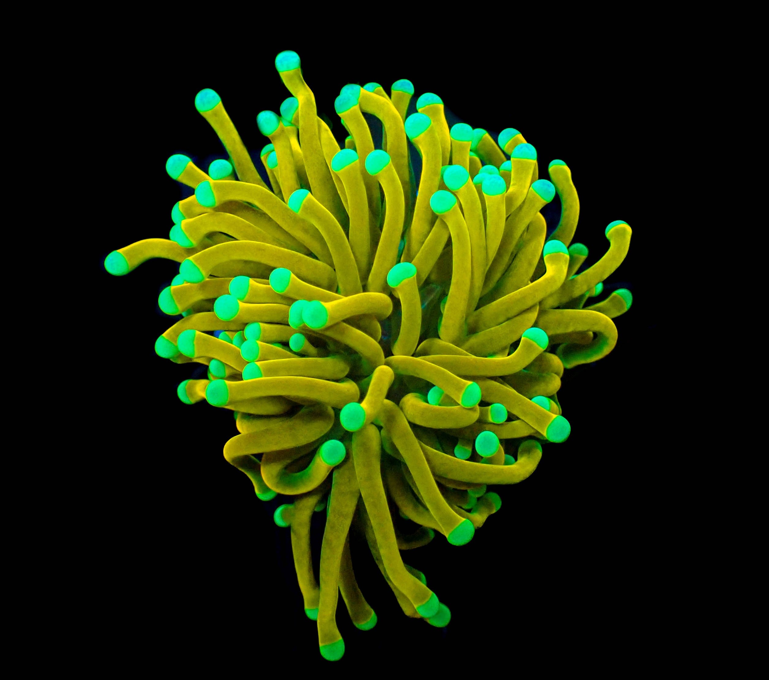 WYSIWYG White Tip Solid Gold Torch