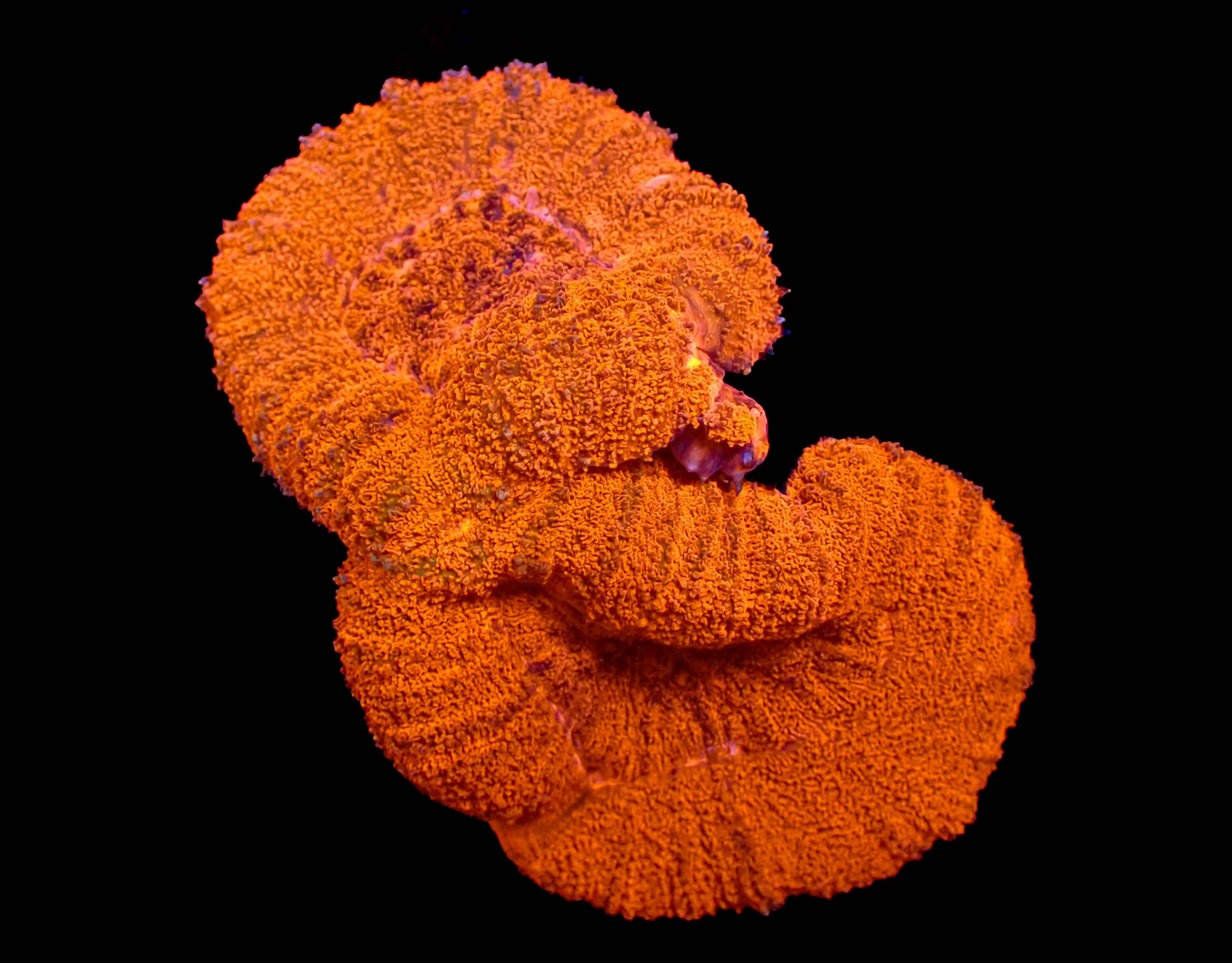 WYSIWYG Lobophyllia Brain Coral