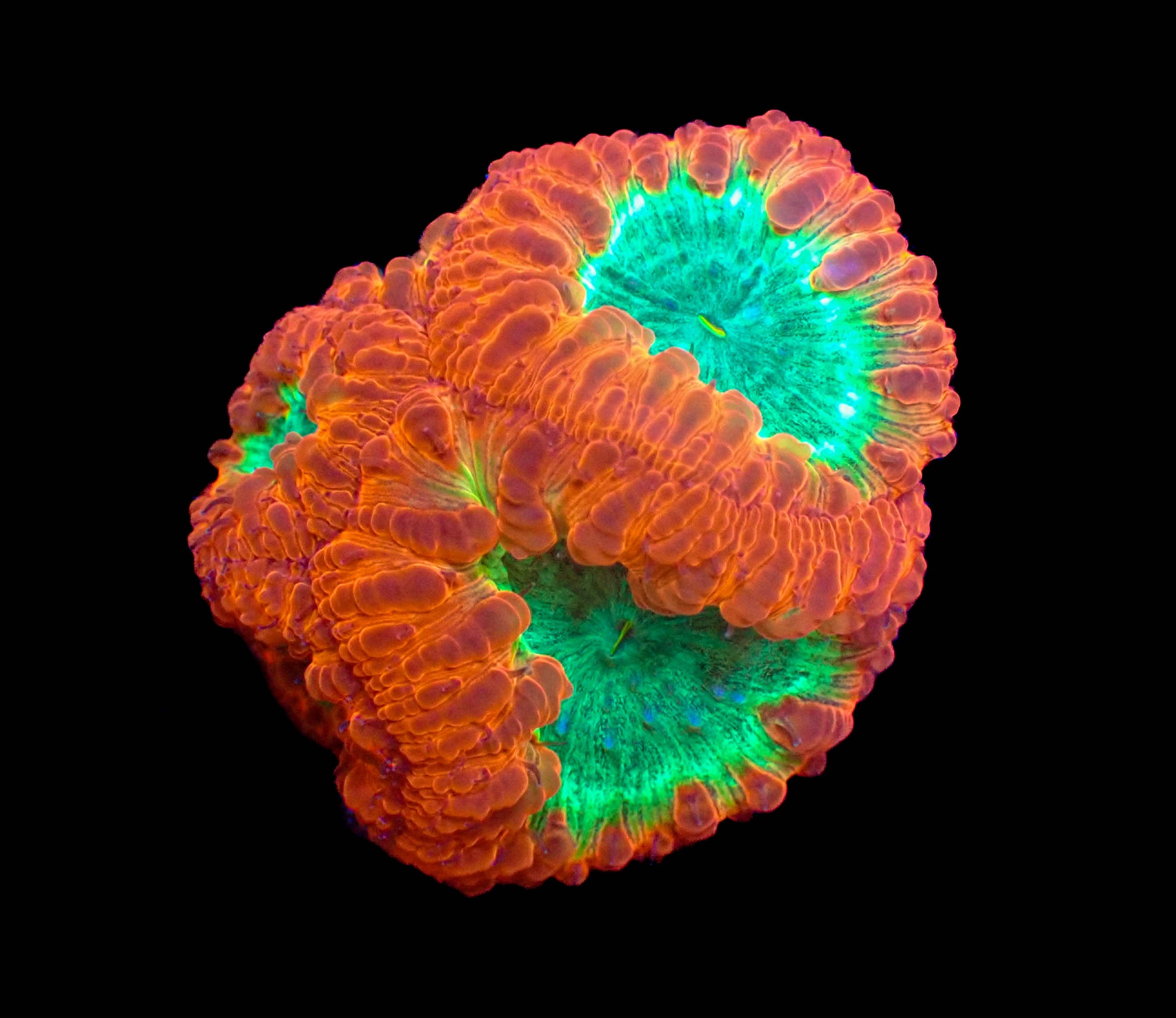 WYSIWYG Blastomussa Frag - 4 Polyps