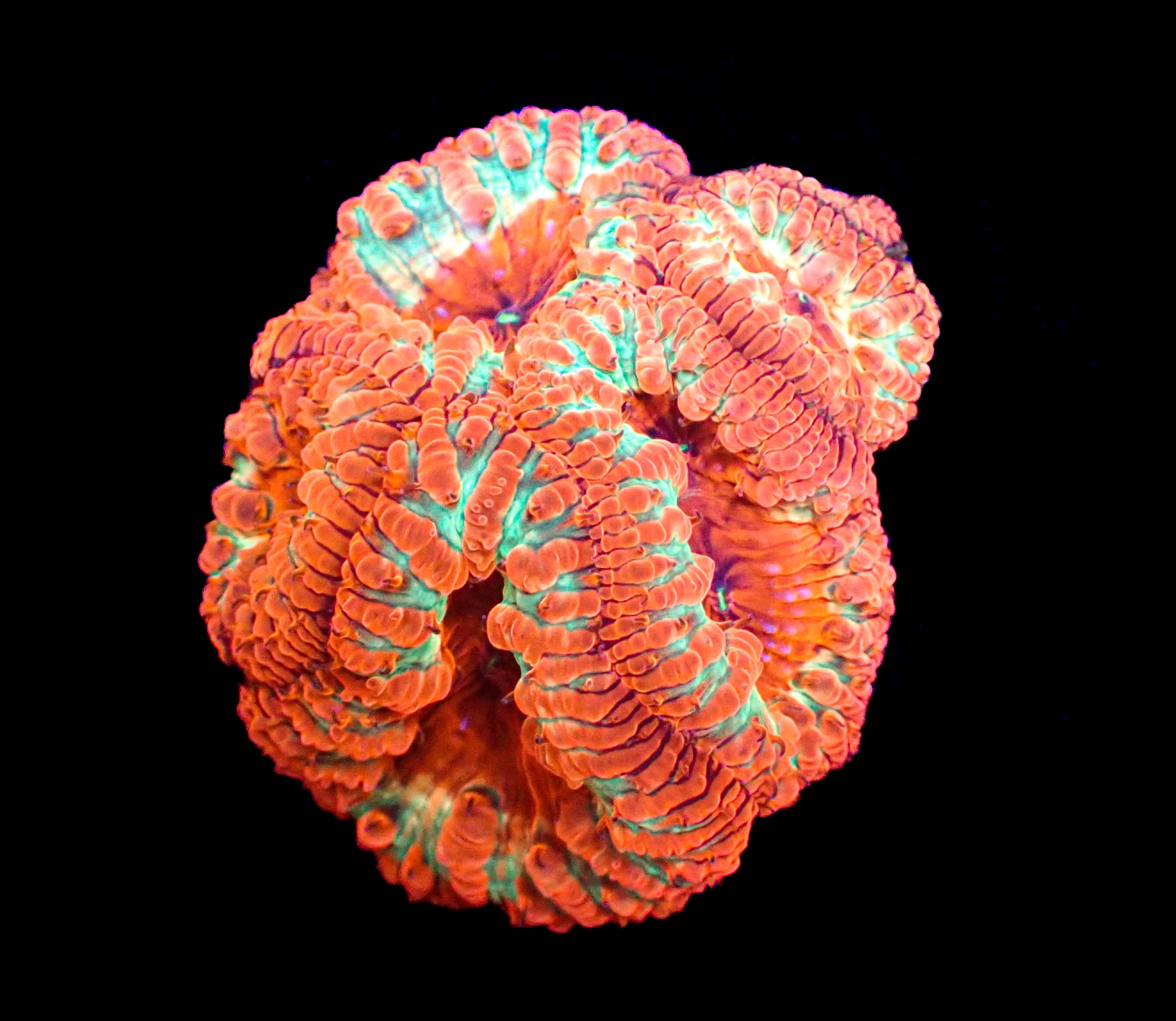 WYSIWYG Pink Lemonade Blastomussa