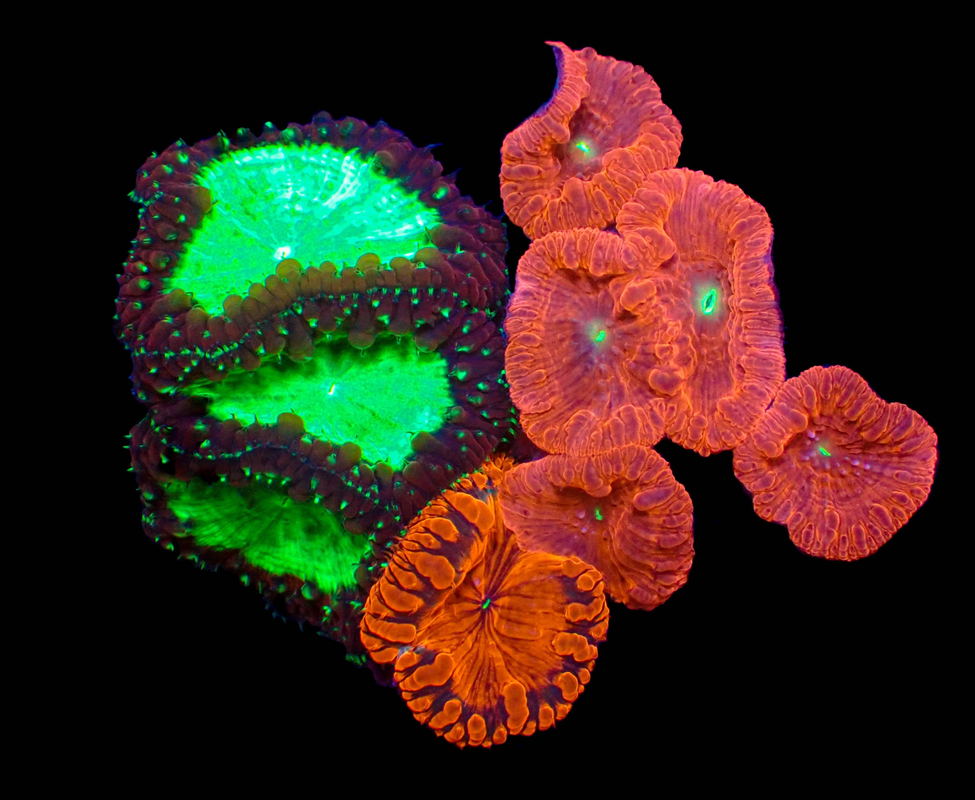 WYSIWYG Blastomussa Duo