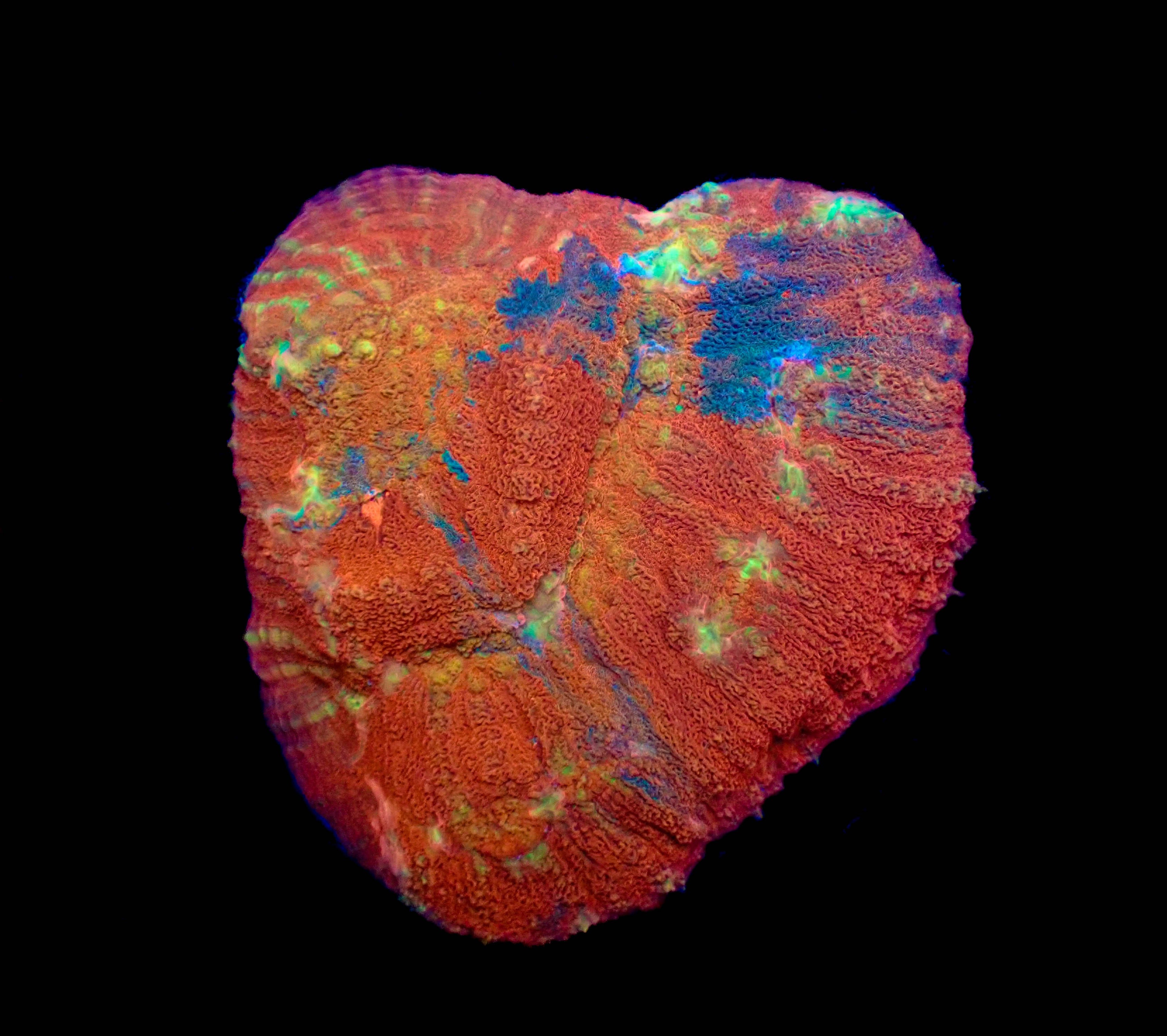 WYSIWYG Rainbow Australomussa Coral