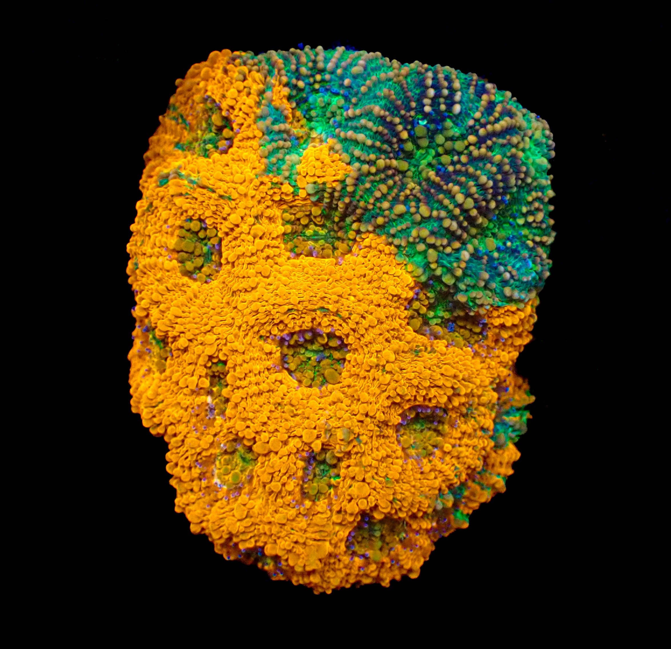 WYSIWYG Acan Echinata Colony