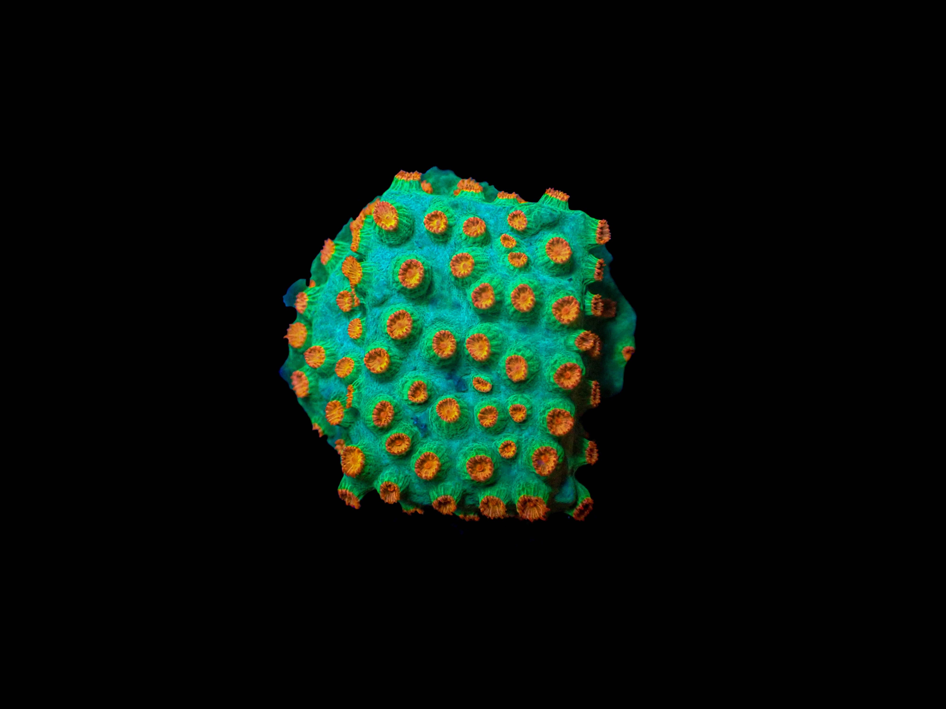 Meteor Shower Cyphastrea