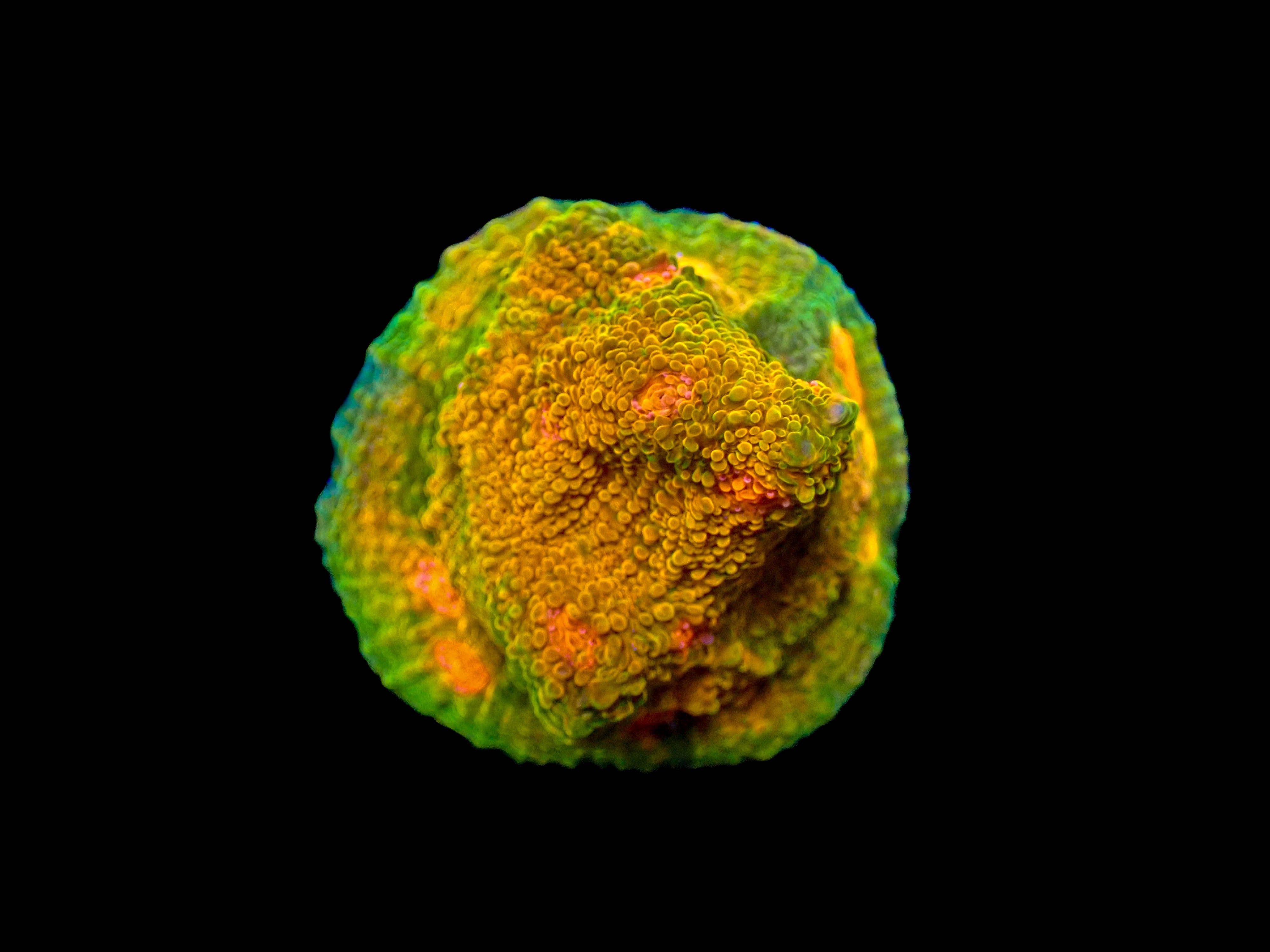 Mummy Eye Chalice Coral