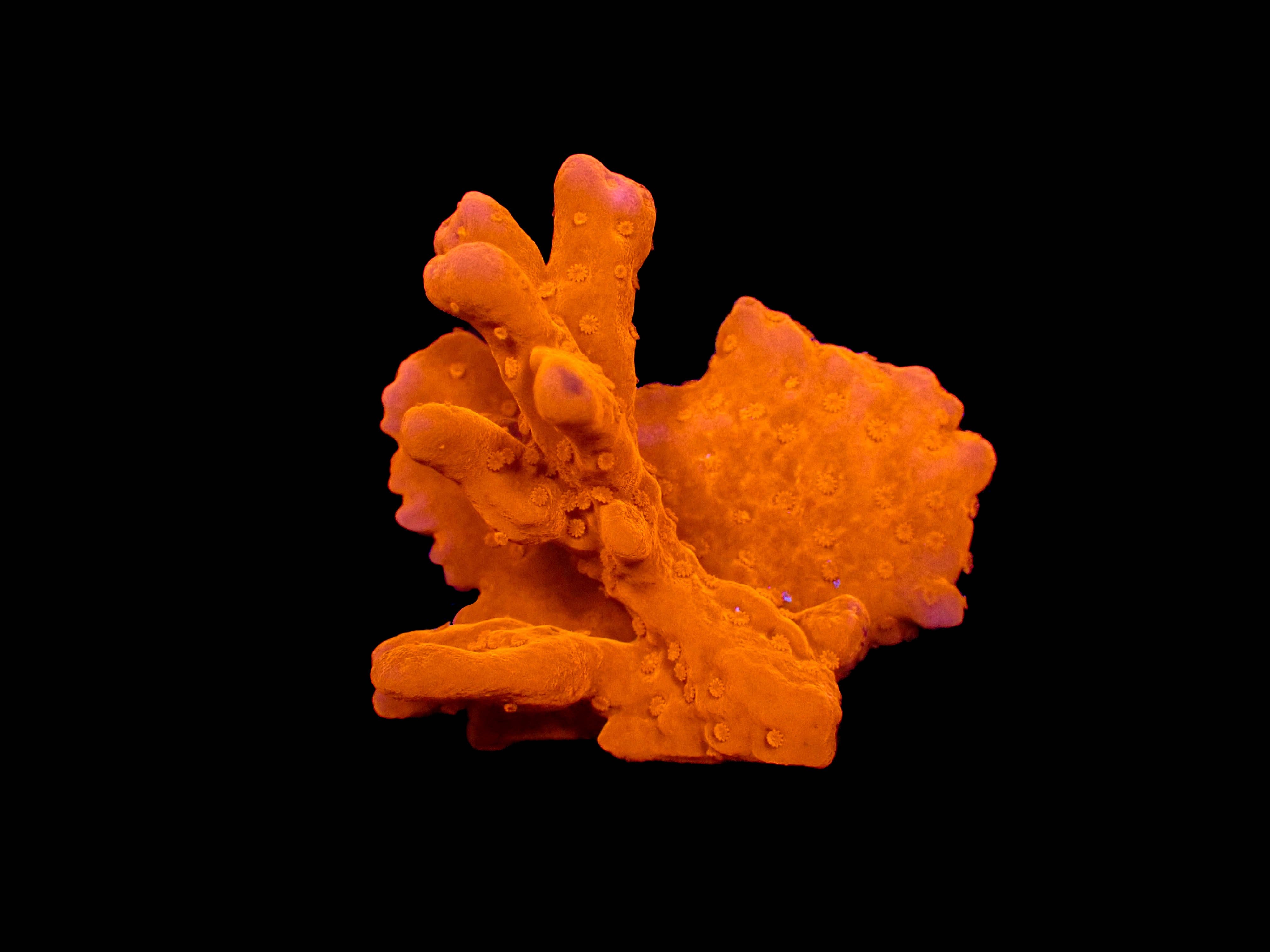 Montipora Setosa 'Red'