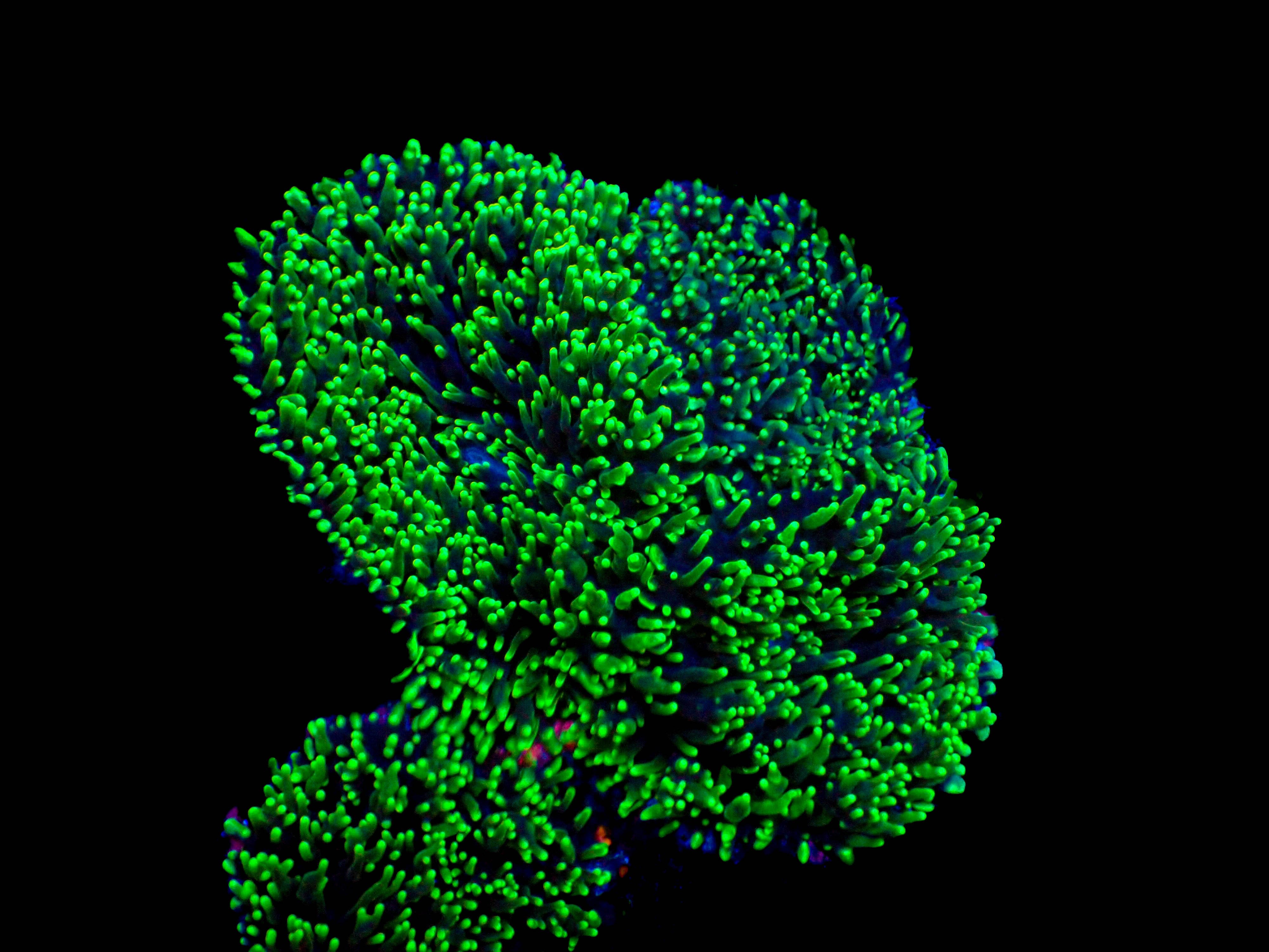 Green Hairy Mushroom