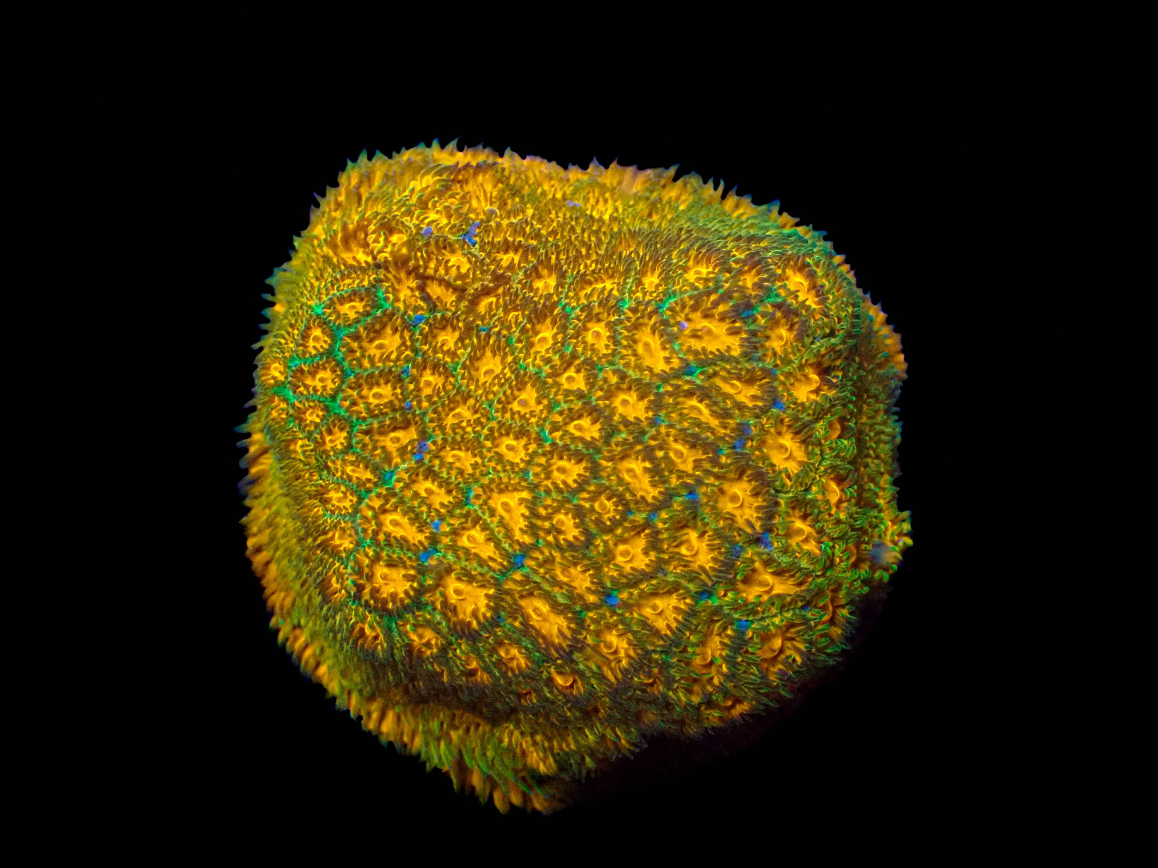 Orange Honeycomb Leptastrea