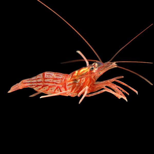 Peppermint Shrimp