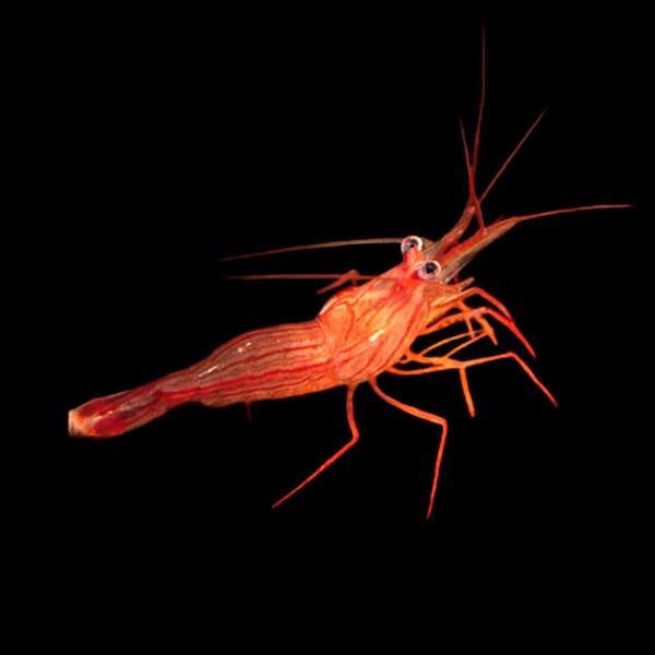 Peppermint Shrimp