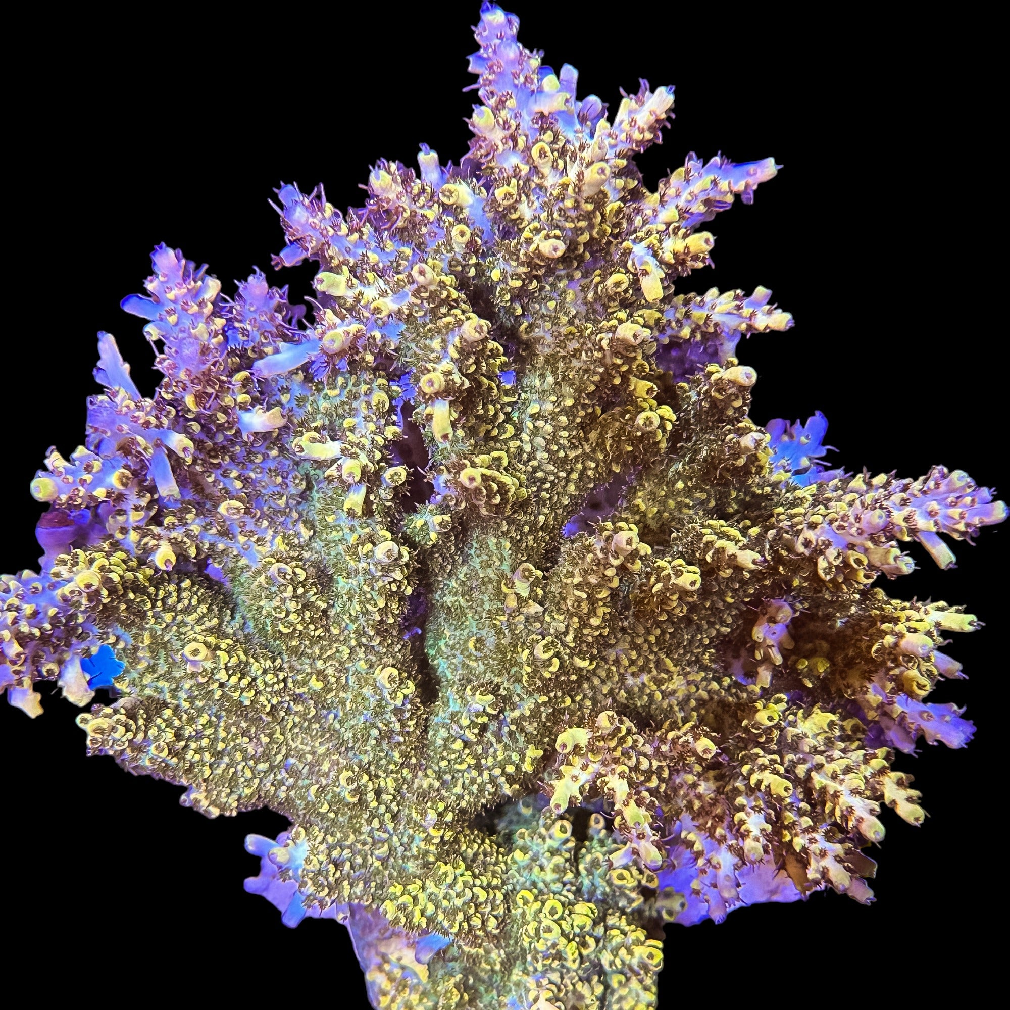 Acropora Coral Canada - Frag Garage