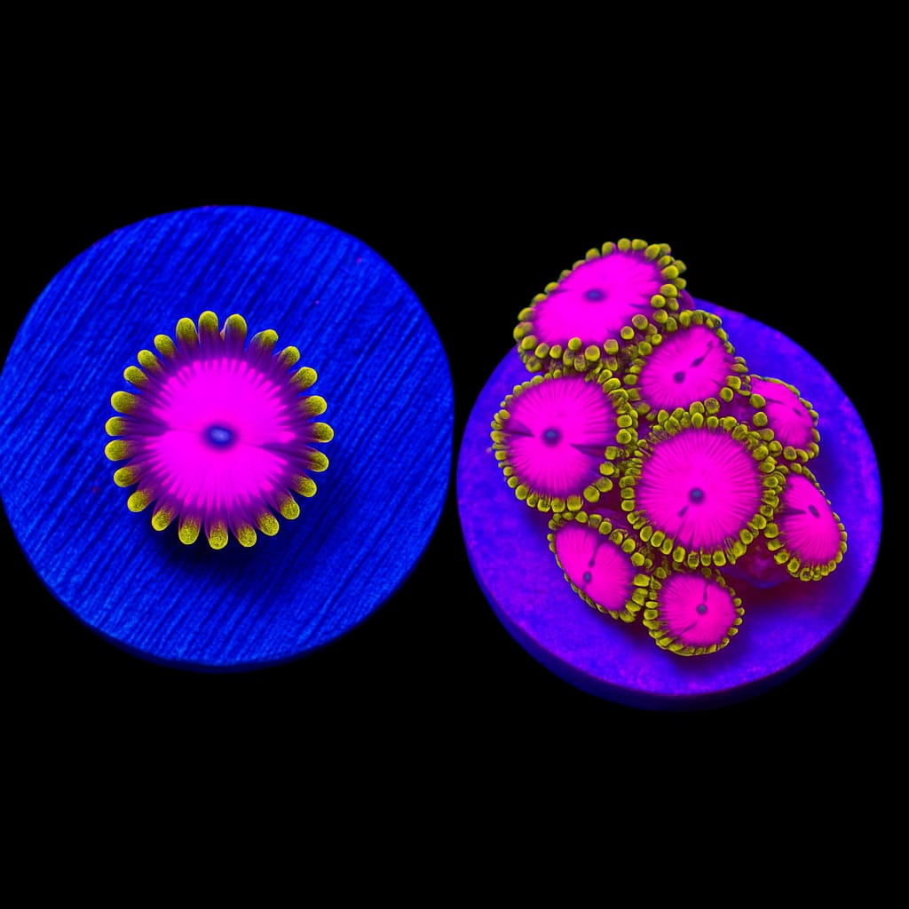 Pink Diamond Zoanthid