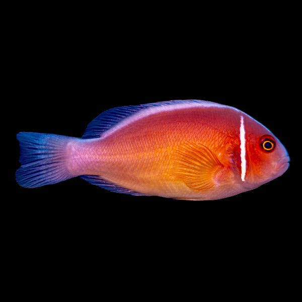 Pink Skunk Clownfish (Medium)