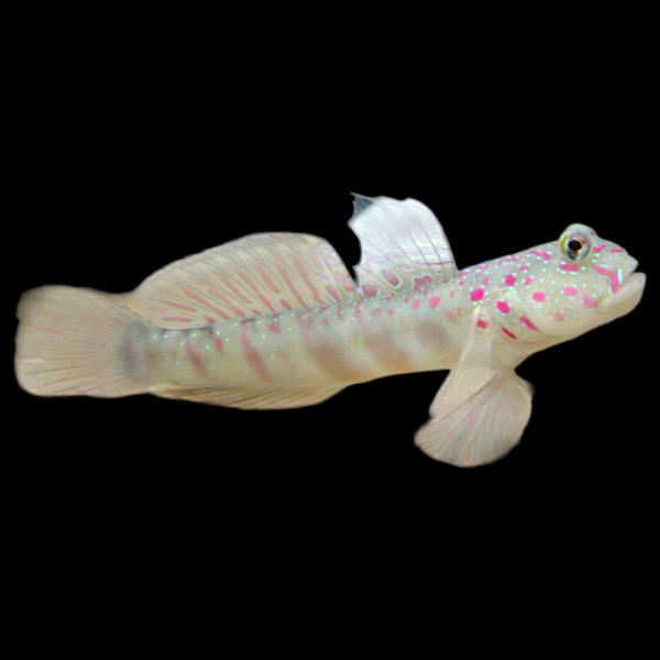 Pink Spotted Watchman Goby
