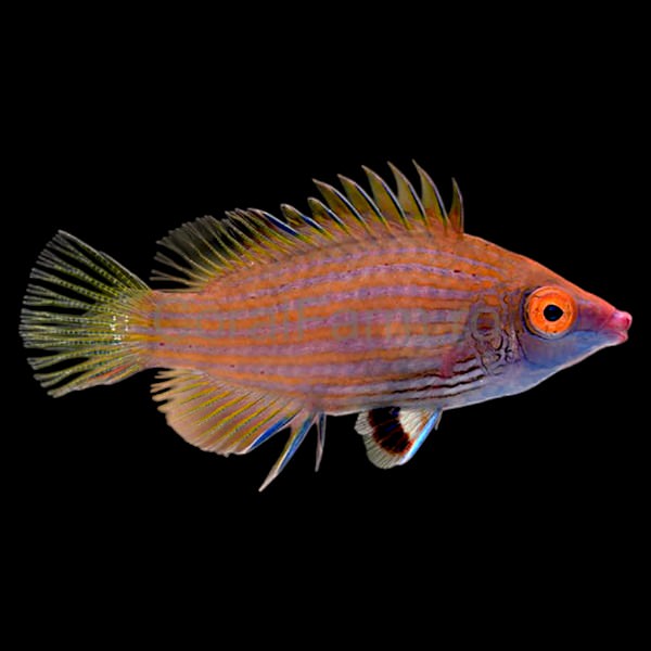 Pink streaked Wrasse