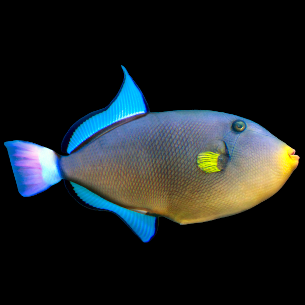 Pinktail Trigger