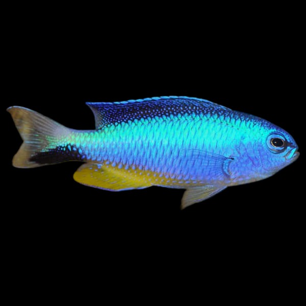 Allen's Metallic Blue Damsel