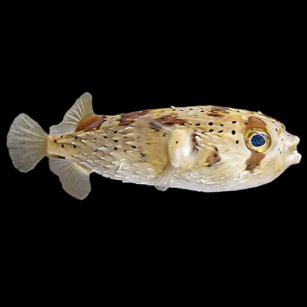 Porcupine Puffer