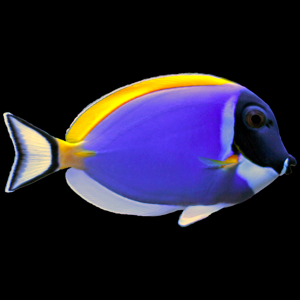 Powder Blue Tang