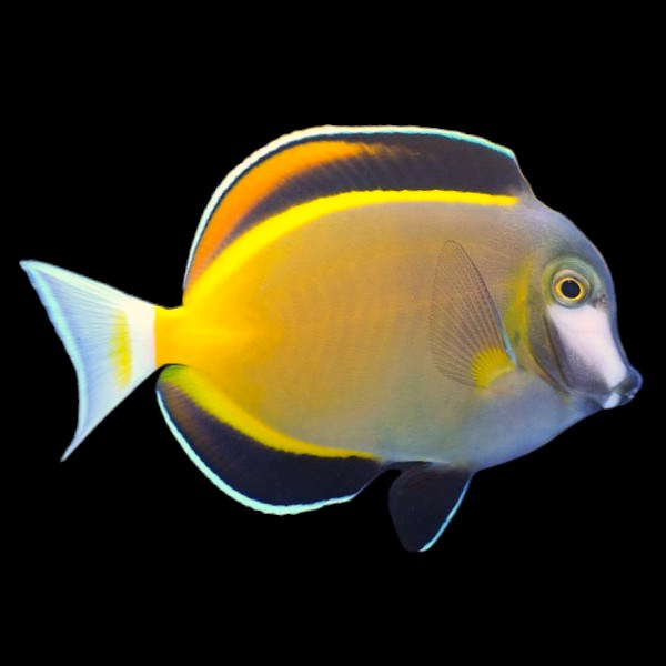 Powder Brown Tang