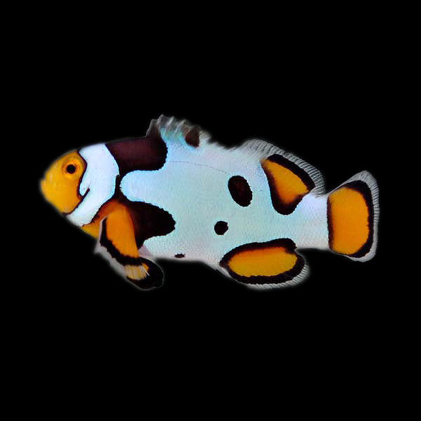 Extreme Picasso Percula Clownfish ( Captive-Bred Juvenille )
