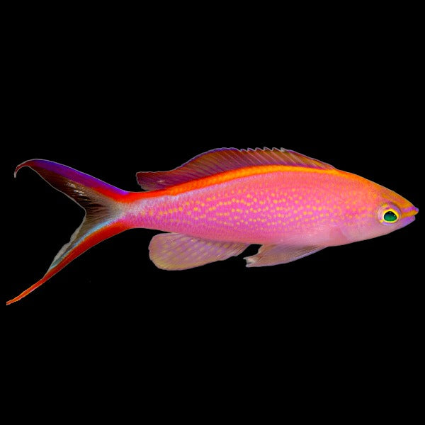 Princess Anthias