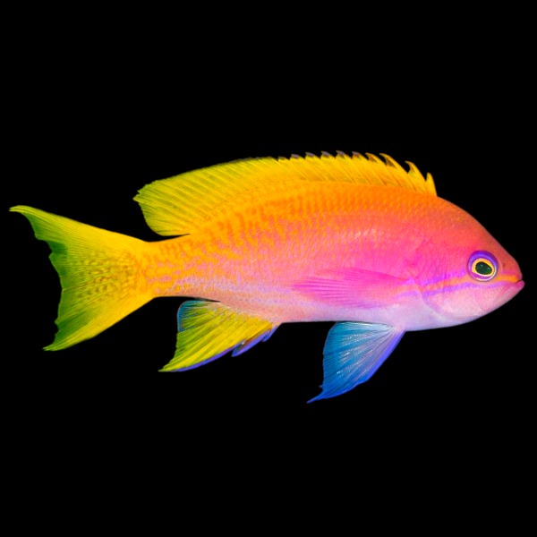 Pseudanthias bimaculatus