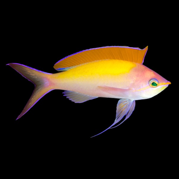 Peach Anthias Male (Medium)