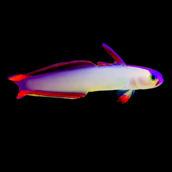 Purple Firefish
