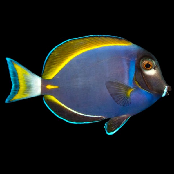 Purple Powderblue Hybrid Tang *RARE* (Medium)