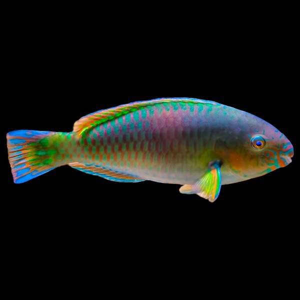 Quoy's Parrotfish
