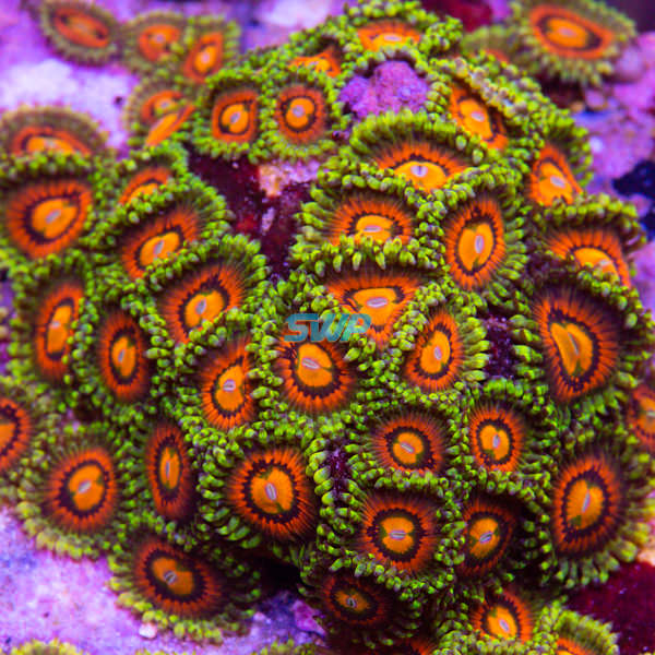 Rainbow Incinerator Zoanthid