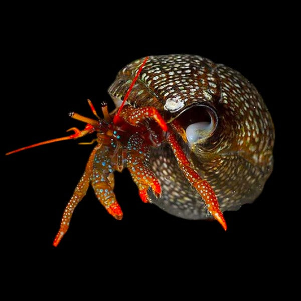 Red Leg Hermit Crab
