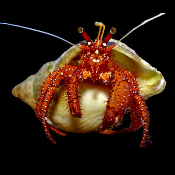 Red White Spotted Hermit Crab