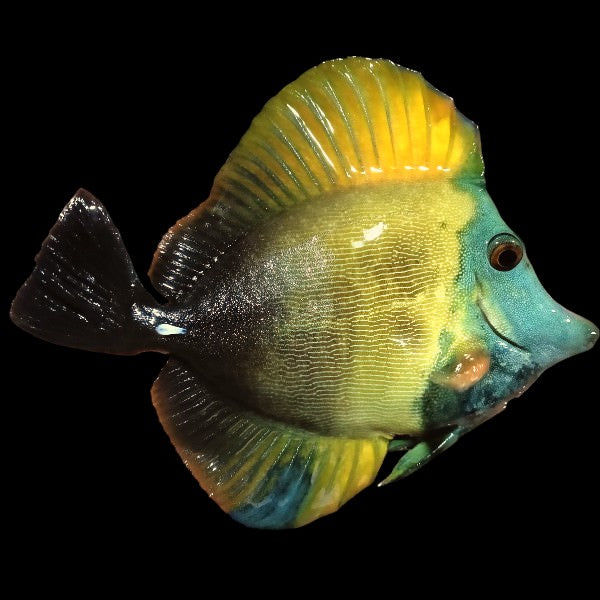 Koi Tang - WYSIWYG - A