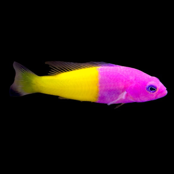 Royal Dottyback