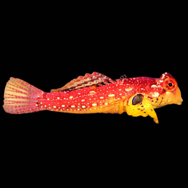 Ruby Red Dragonet