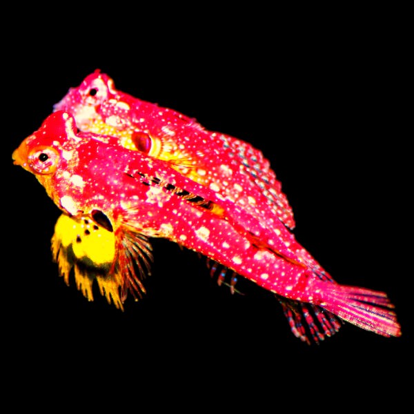 Ruby Red Dragonet