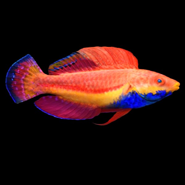 Sailfin Fairy Wrasse (Male)
