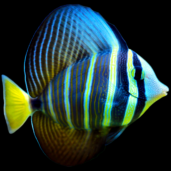 Pacific Sailfin Tang