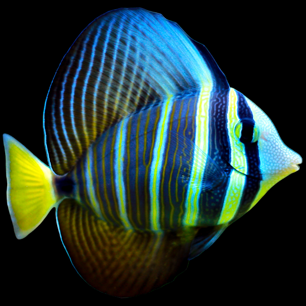 Pacific Desjardin Sailfin Tang (Large)