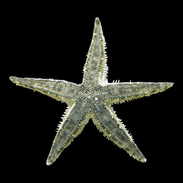 Sand Sifting Starfish (Medium)