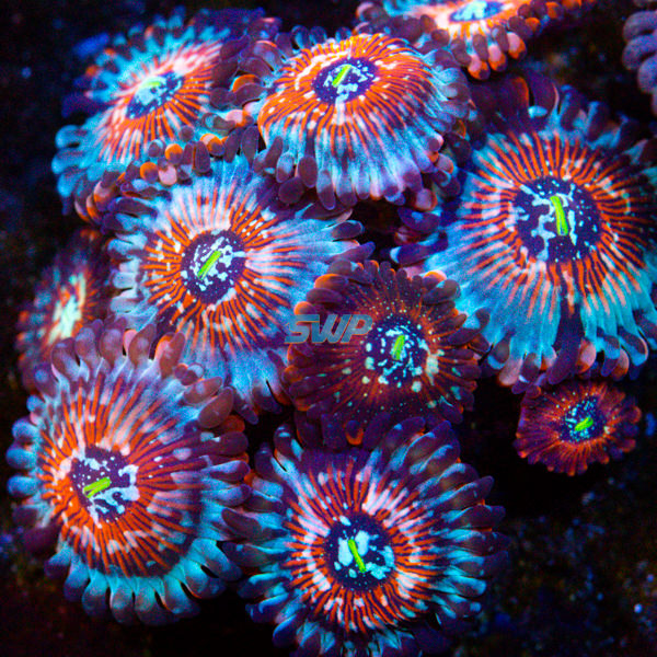 Seduction Zoanthid