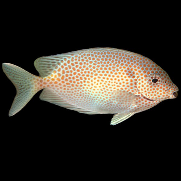 Gold-spotted Rabbitfish (Large)